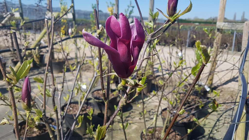 Magnolia liliiflora 'Nigra' 250-300 cm